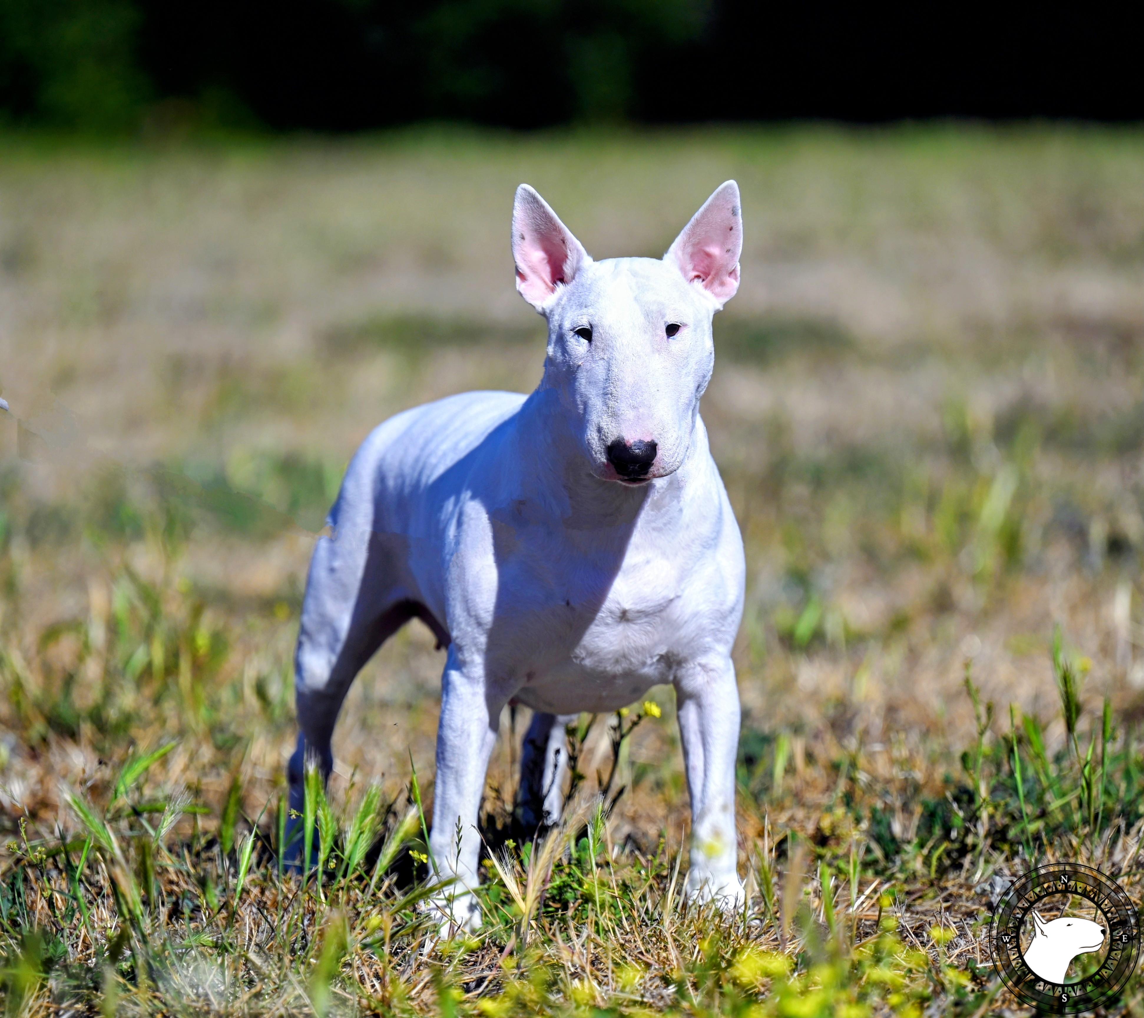 OLD ENGLAND'S ASIAN PERSUASION